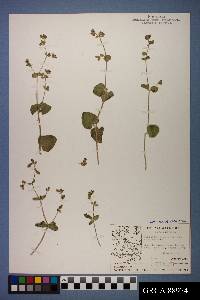 Mirabilis laevis var. villosa image